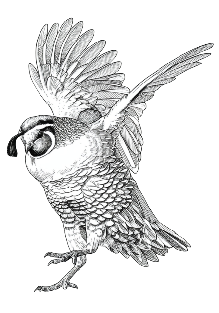 Detailed illustration of a quail landing
