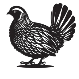 Standing quail illustration
