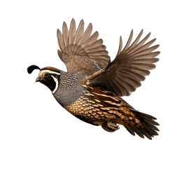 Quail color flying